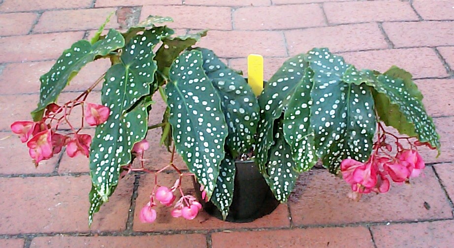 B. ‘Tickled Pink’